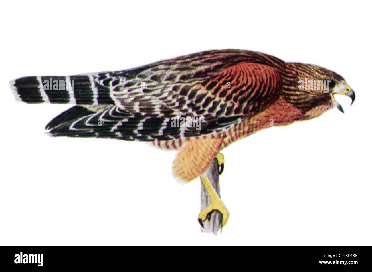 *Buteo lineatus*, auch bekannt als Rotschulterfalke, ist ein Raubvogel, der in Nordamerika häufig vorkommt. Diese detaillierte Darstellung unterstreicht das charakteristische Gefieder- und Jagdverhalten dieser Raptorart. Stockfoto