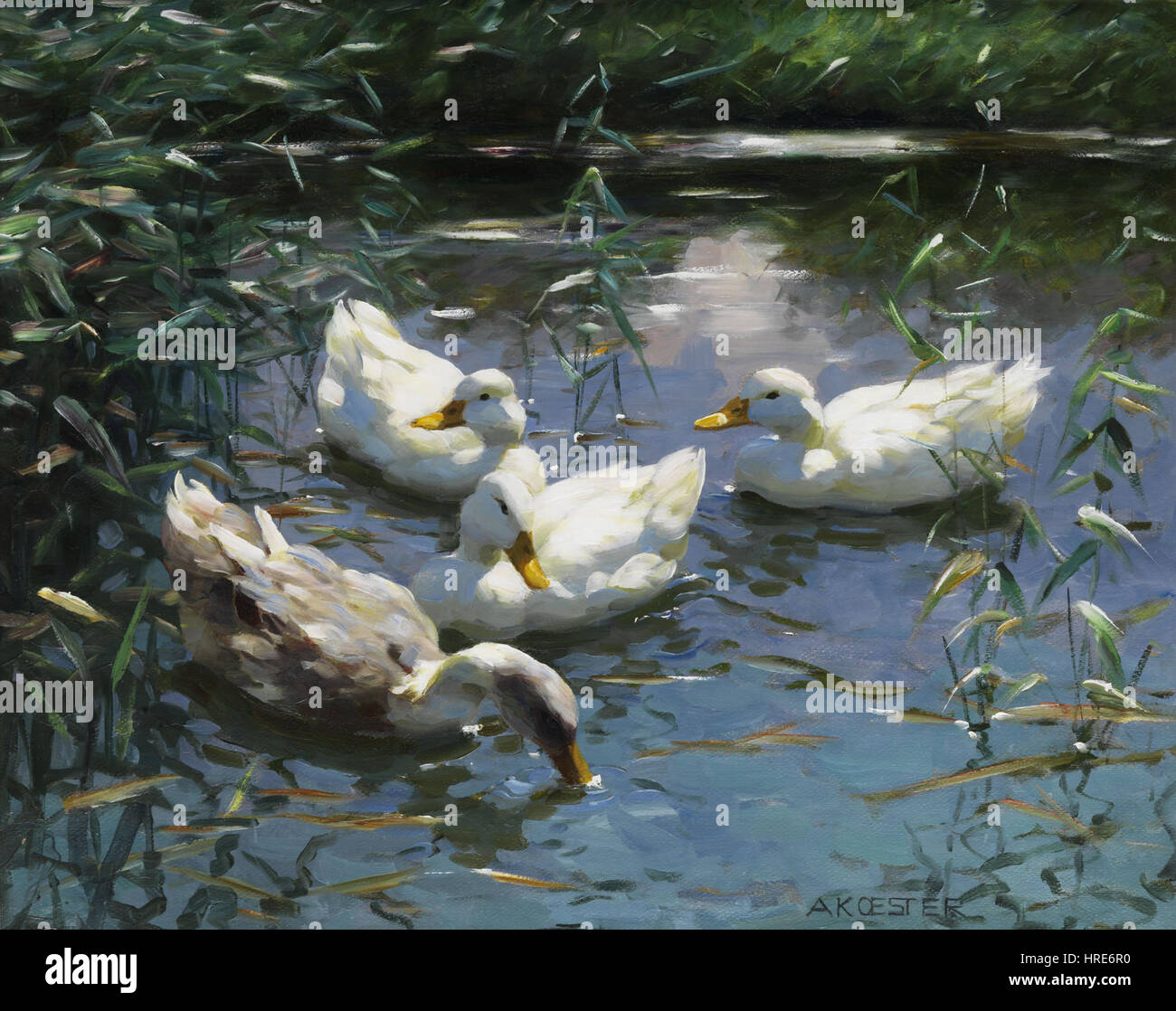 Alexander Koester Vier Enten Im Teich Stockfoto