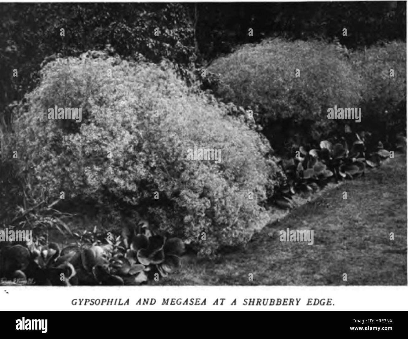 „Farbe im Blumengarten“ erkundet das lebhafte Farbenspiel in einer natürlichen Gartenumgebung. Das Kunstwerk fängt die Schönheit und Vielfalt der Blumen ein, wobei der Schwerpunkt auf dem Reichtum der Farbtöne und den natürlichen Formen der Pflanzen liegt. Es zeigt die Kunst des Künstlers, die Vitalität der Natur zu vermitteln. Stockfoto