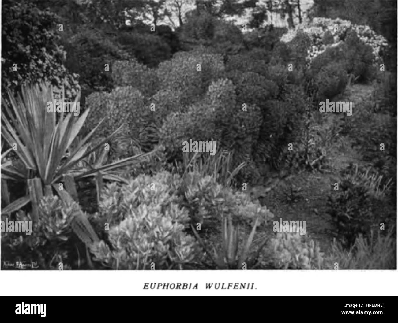 Farbe in die Blume Garden36 Stockfoto