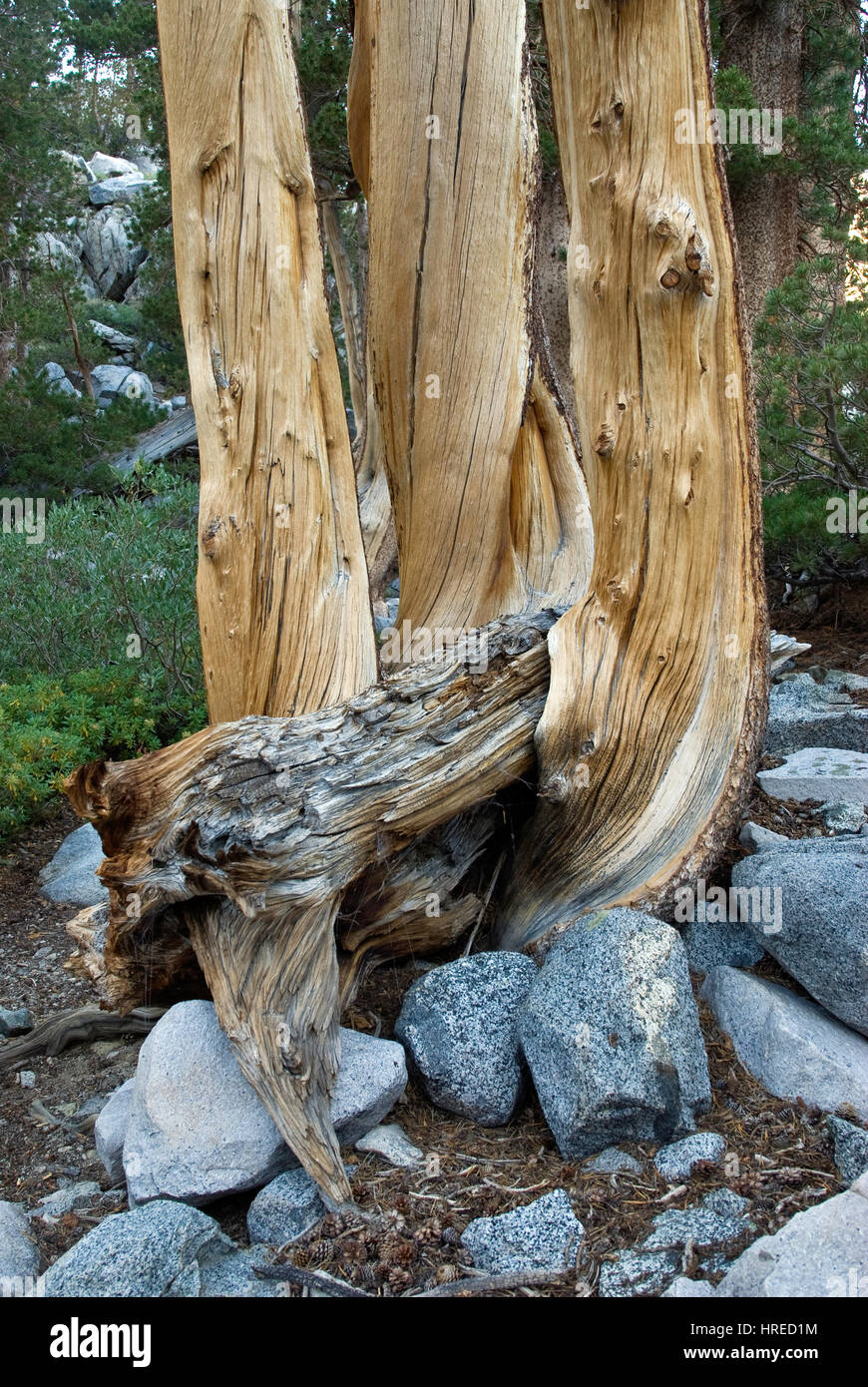 Kiefer Baumstämme Brainard See The Palisades Region, John Muir Wilderness, Eastern Sierra Nevada, Kalifornien, USA Stockfoto