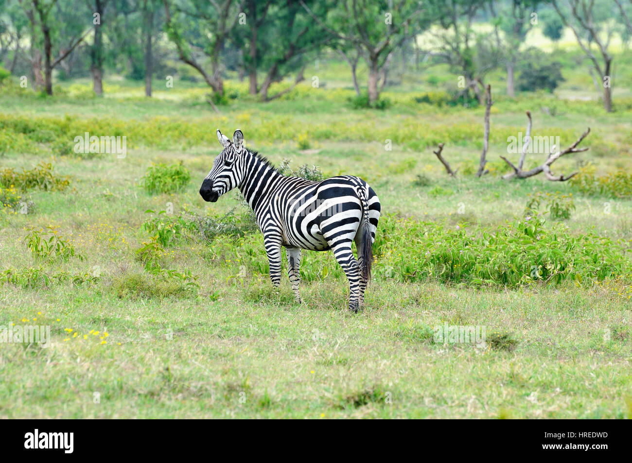 Wild Zebra Safari in Afrika, Kenia, Naivasha Nationalpark Stockfoto