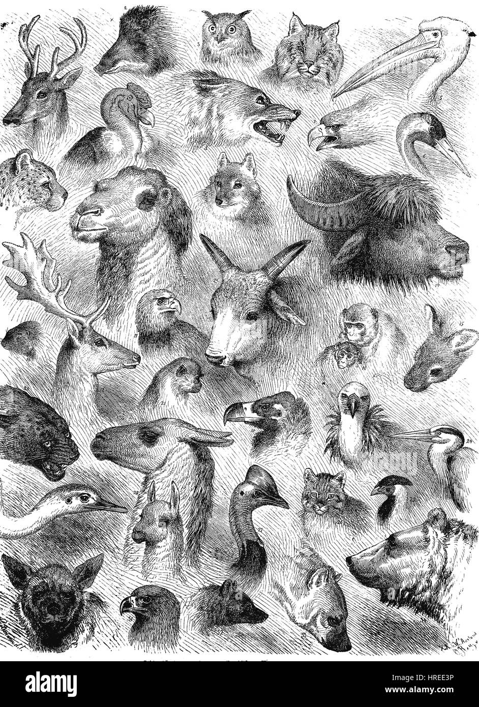 eine Menge von verschiedenen Tierköpfen aus dem Zoologischen Garten Berlin, einen Artikel in - Die Gartenlaube - illustrierte Familie Blatt, Reproduktion von einem Holzschnitt aus dem 19. Jahrhundert, 1885 Stockfoto