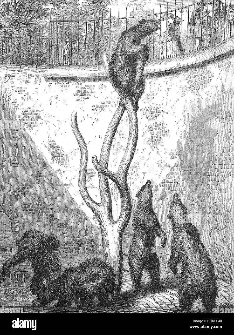 Bären in den Bärengraben des Zoologischen Gartens von Berlin, einen Artikel in - Die Gartenlaube - illustrierte Familie Blatt, Reproduktion von einem Holzschnitt aus dem 19. Jahrhundert, 1885 Stockfoto