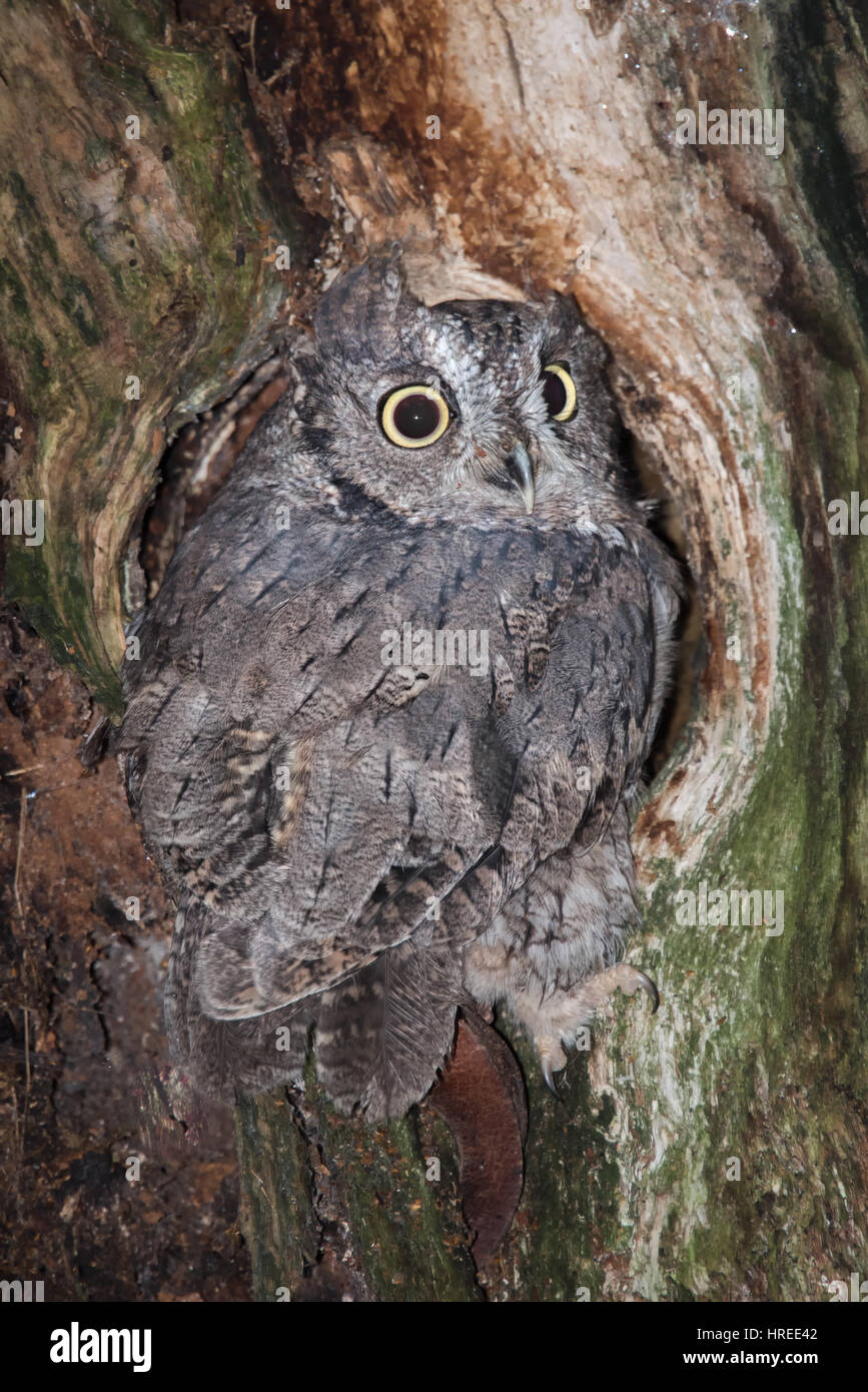 Ein aufrechte vertikales Bild eine kleine Käuzchen thront in ein Loch in einem Baum und Blick nach hinten Stockfoto