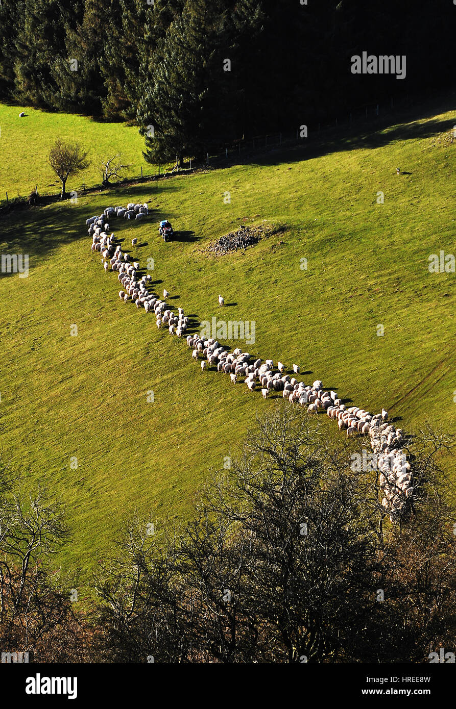 Eine Linie von Schafen in die schwarzen Berge, Brecon-Beacons-Nationalpark, Wales, Vereinigtes Königreich Stockfoto