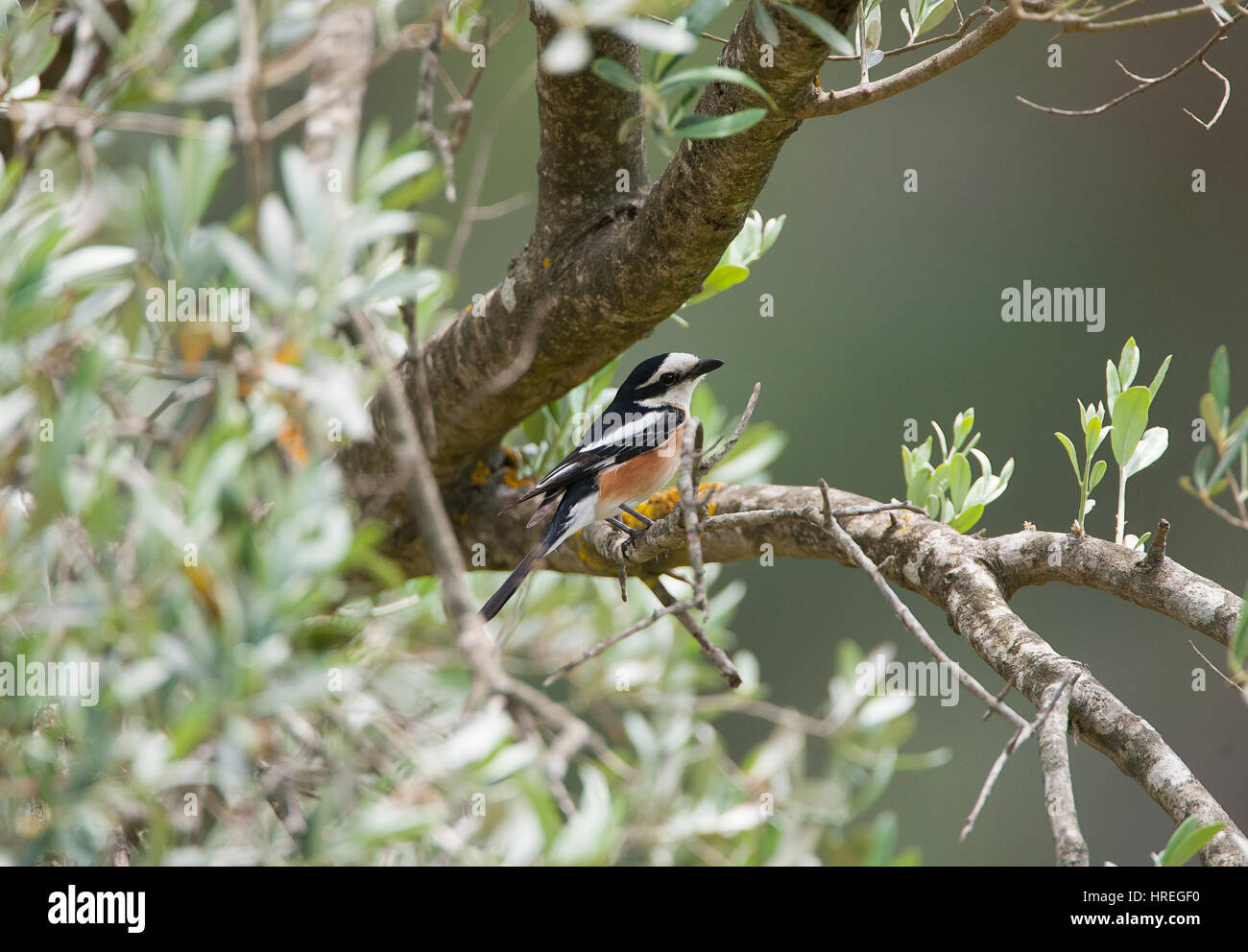 Männliche maskierte Shrike Lanius Rubicus in Olivenhain auf Territorium Stockfoto