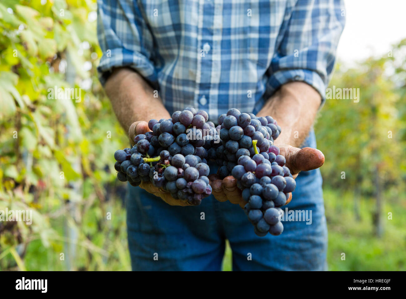 Weinlese in La Morra in der Provinz Piemont, Italien. Die bekanntesten Piemont Weine sind Barolo und Barbaresco in dieser Region. Stockfoto