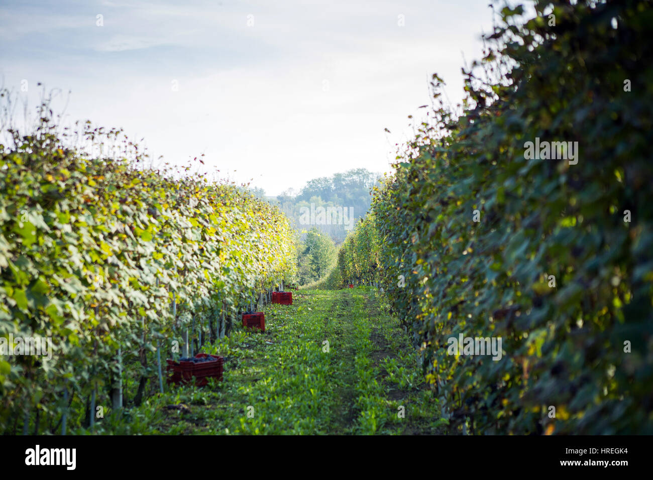 Weinlese-Saison in La Morra in der Provinz Piemont, Italien. Stockfoto