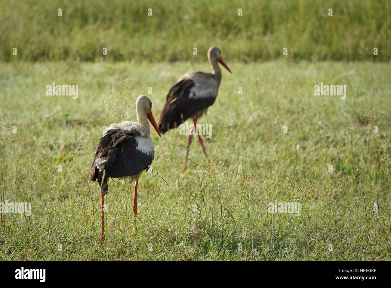 Zwei Störche zu Fuß durch Wiesen Weg von der Kamera in der Wildnis in Südafrika Stockfoto