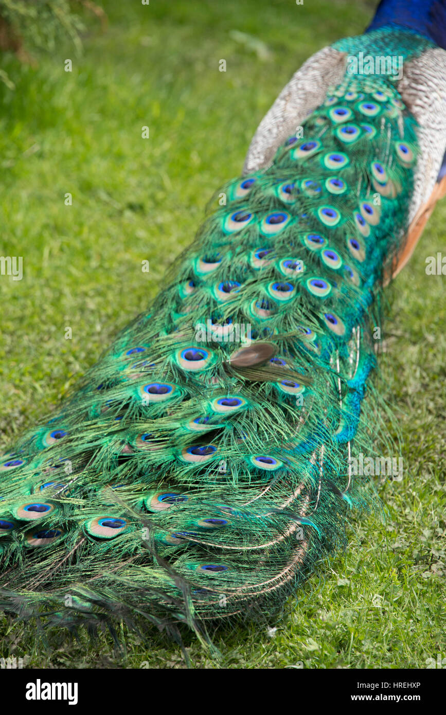 Die langen grünen Ende ein männlicher Pfau Stockfoto