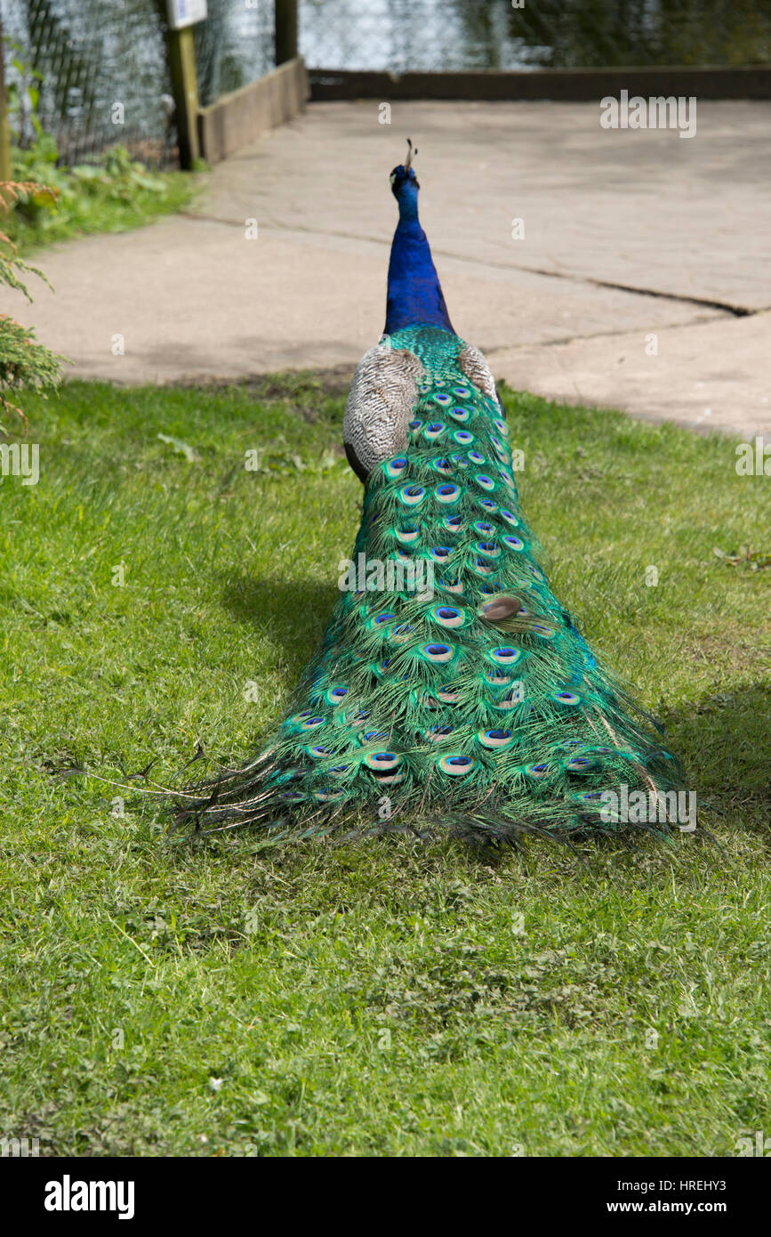 Die langen grünen Ende ein männlicher Pfau Stockfoto