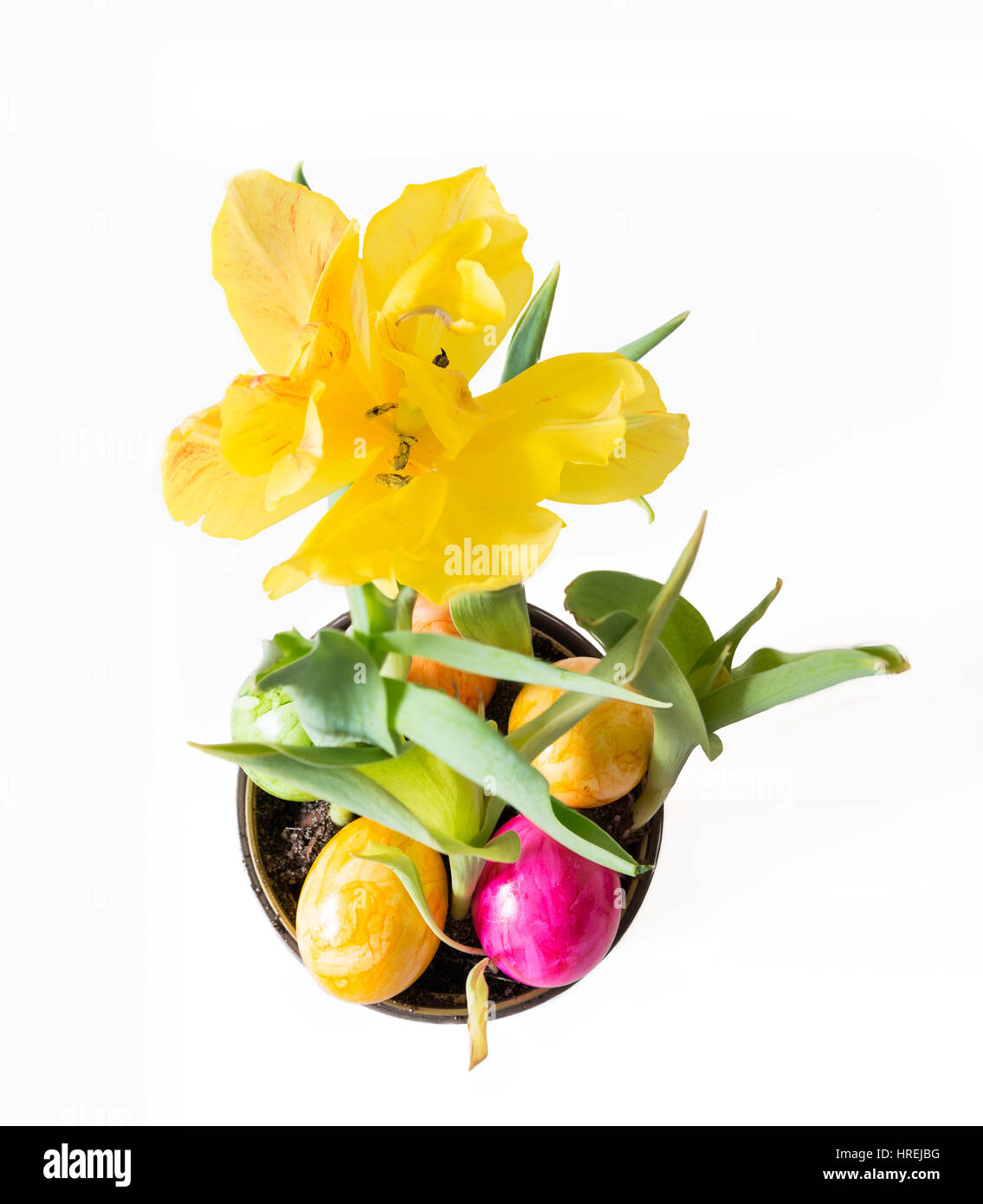 Gelbe Tulpe in einem Blumentopf mit Ostereiern und weißen Hintergrund Stockfoto