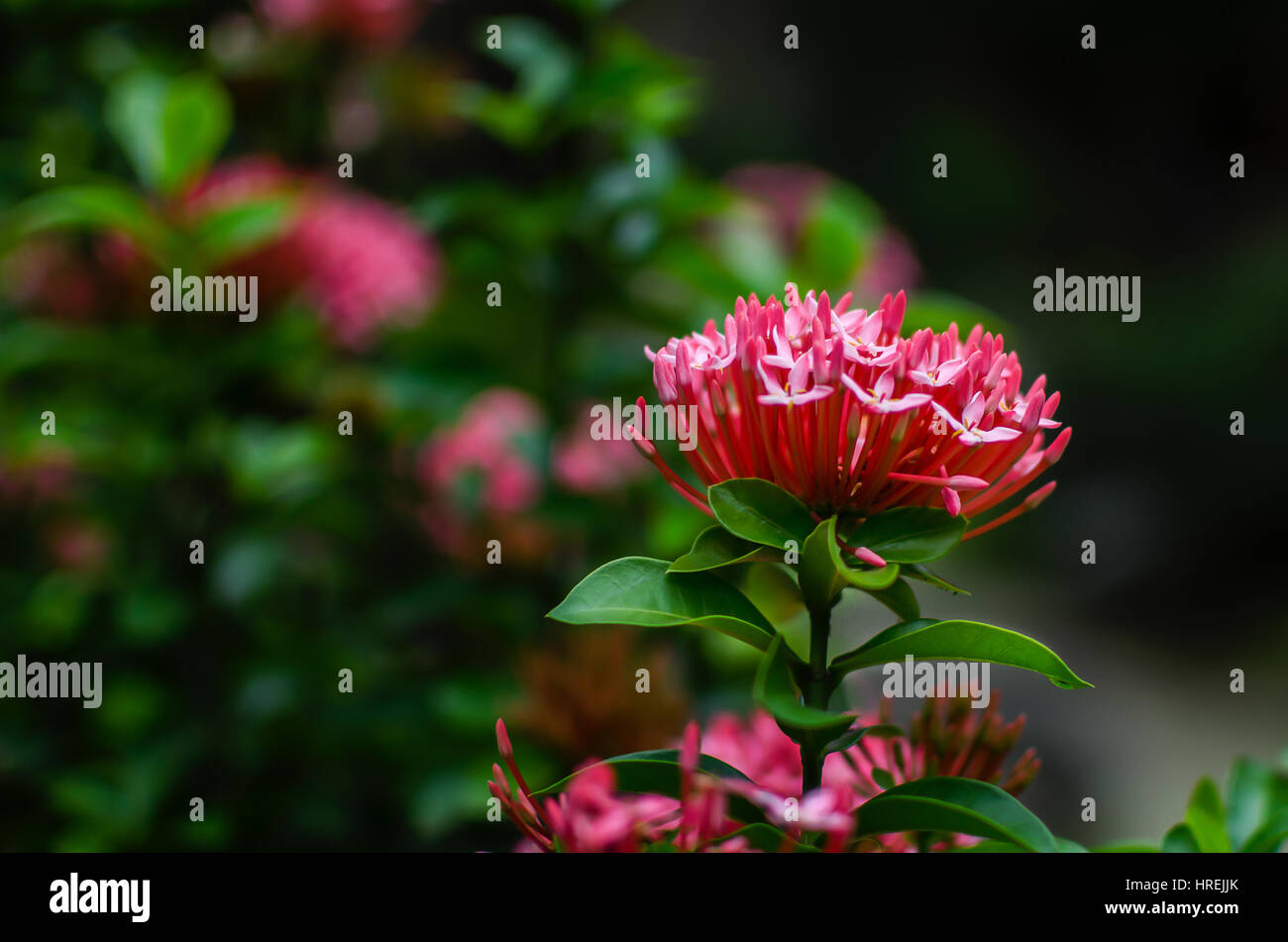 IXORA Blume Stockfoto