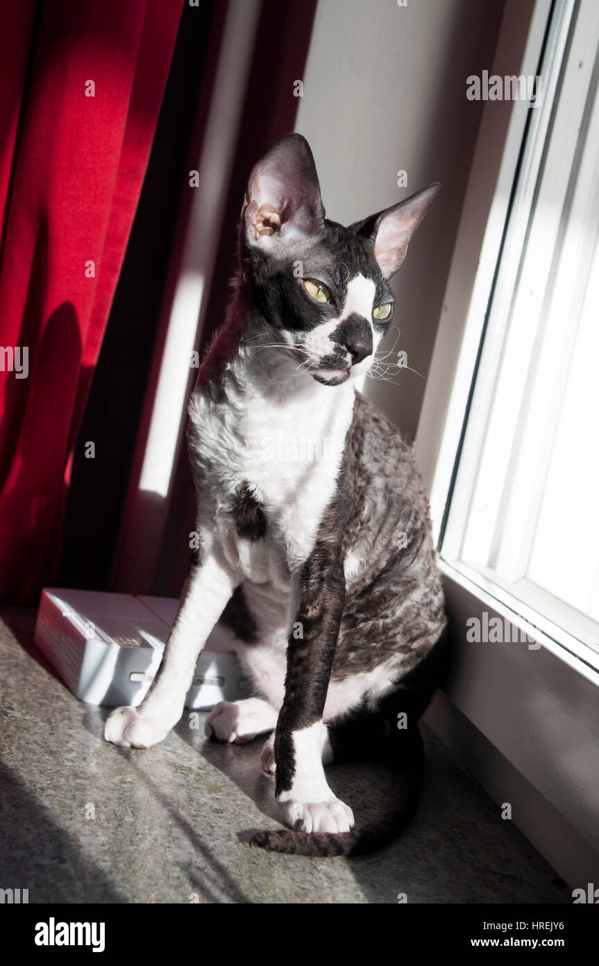 Schöne Cornish Rex-Katze Stockfoto