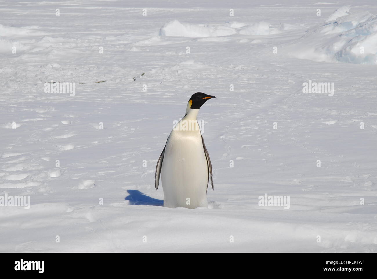 Kaiser-Pinguin, Antarktis Stockfoto
