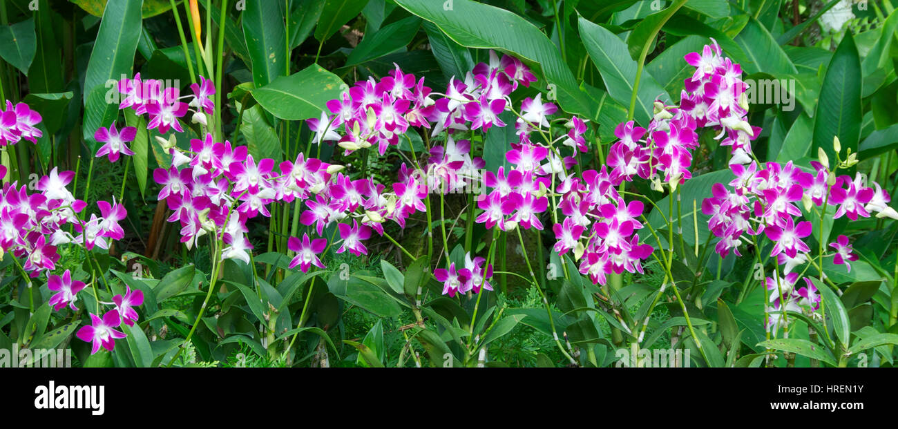 Nachtfalter-Orchideen Stockfoto