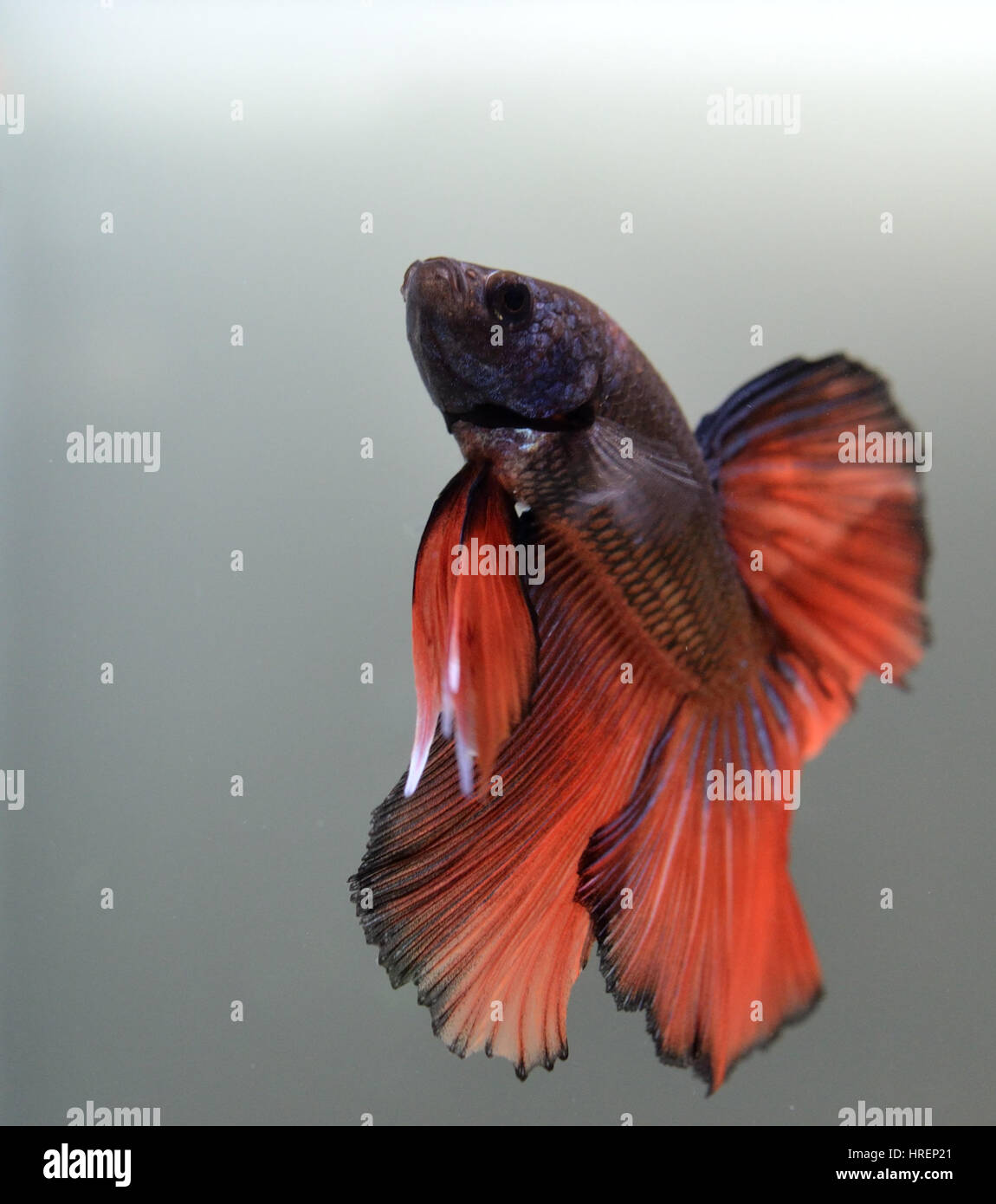 Männlicher Betta Splendens, orange Gas halfmoon Stockfoto