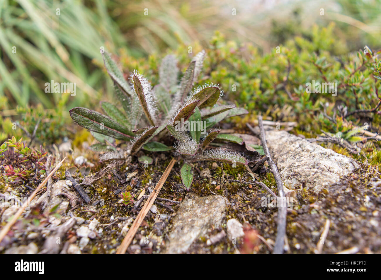 Pflanzen von Kolumbien paramo Stockfoto