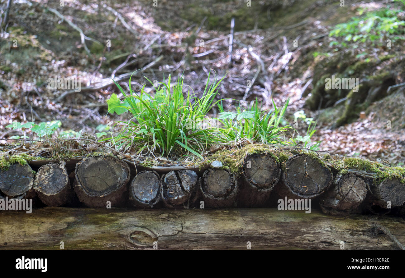 Detail eines Tunnels im Wald Stockfoto