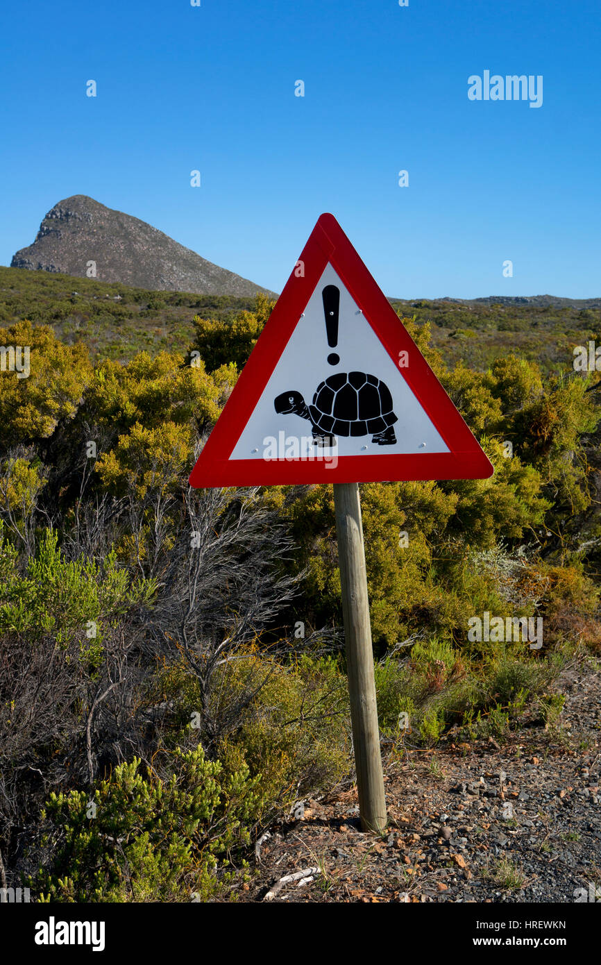 Schildkröte am Straßenrand Warnschild, Cape Point Nature reserve, Cape Town, Südafrika Stockfoto