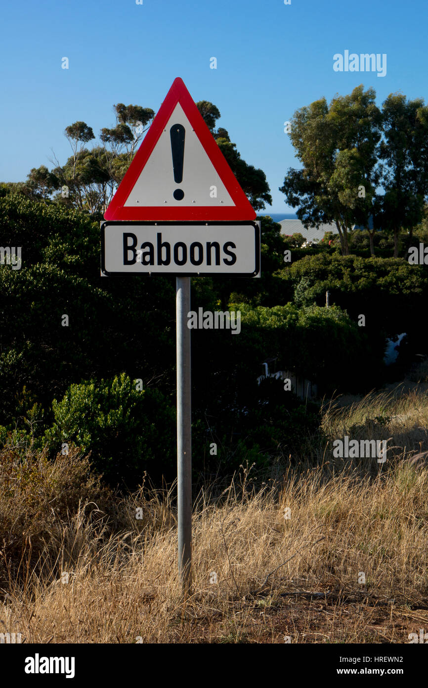 Pavian-Warnschild am Straßenrand, Cape Town, Südafrika Stockfoto