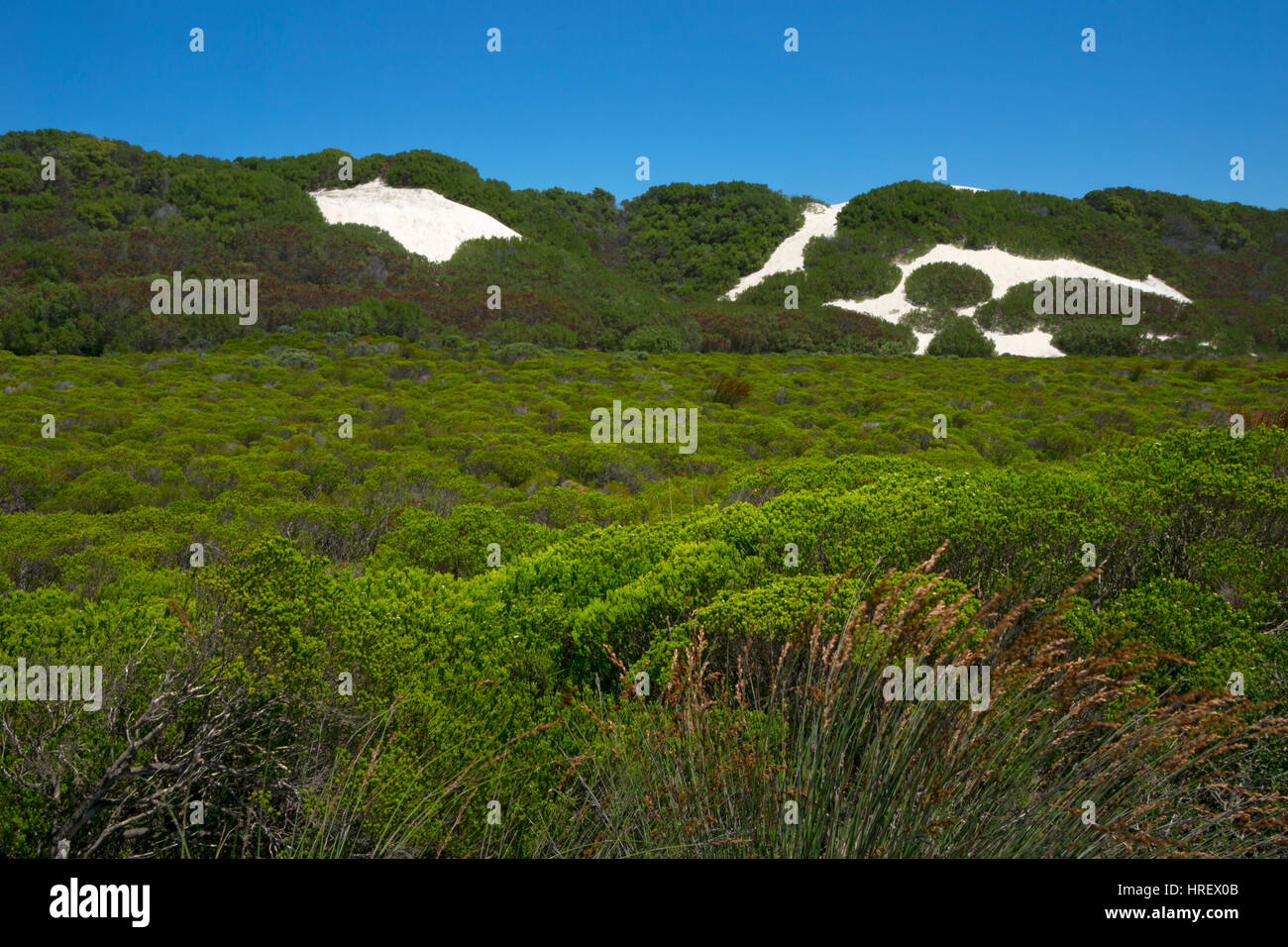 Vegetation und Sanddünen im De Hoop Nature Reserve, Overberg, western Cape, Südafrika Stockfoto