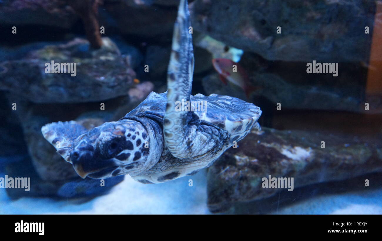 Schwimmen-Schildkröte in Kapstadt aquarium Stockfoto