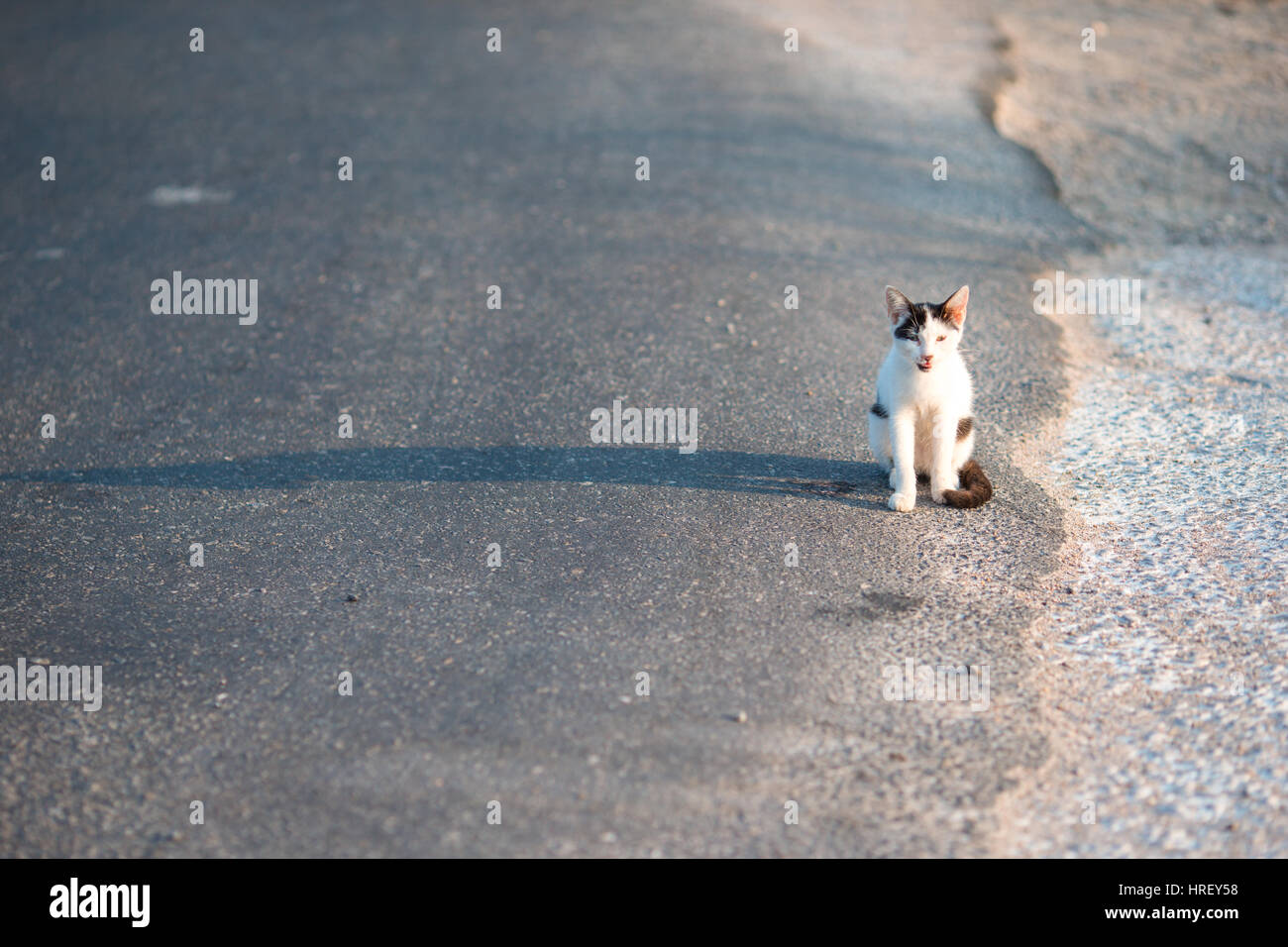 Tricolor Katze auf der Straße in Griechenland Stockfoto