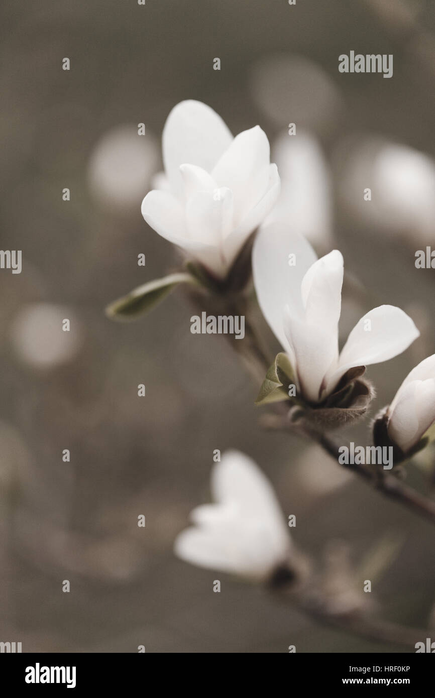 Weiße Magnolien blühen, Zweig mit Blüten und Knospen im Frühling, Sepia-Effekt, selektiven Fokus Stockfoto