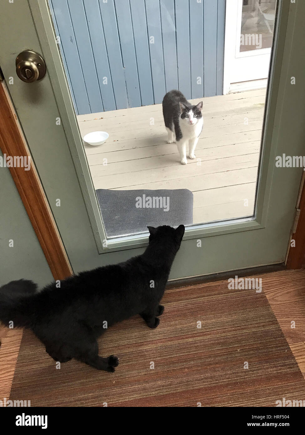 Zwei Katzen durch Tür getrennt. Stockfoto