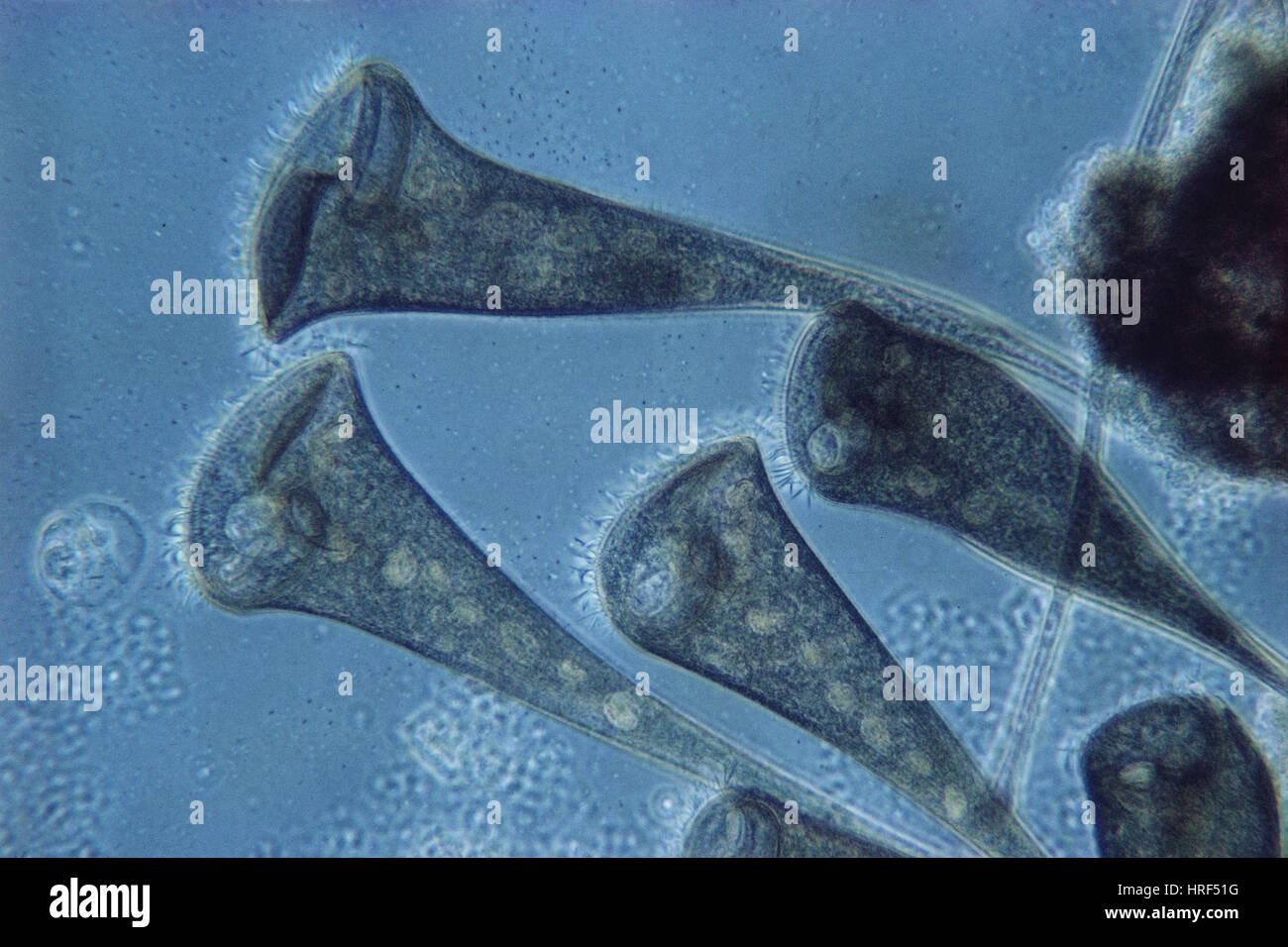 Stentor protiste Stockfoto