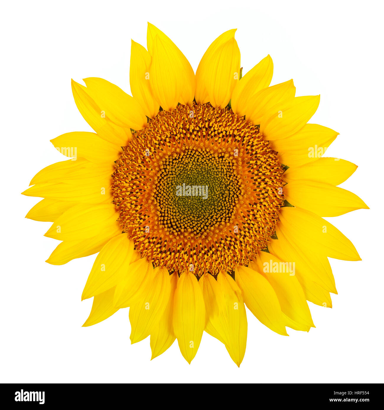 Sonnenblume Nahaufnahme isoliert auf weißem Hintergrund Stockfoto
