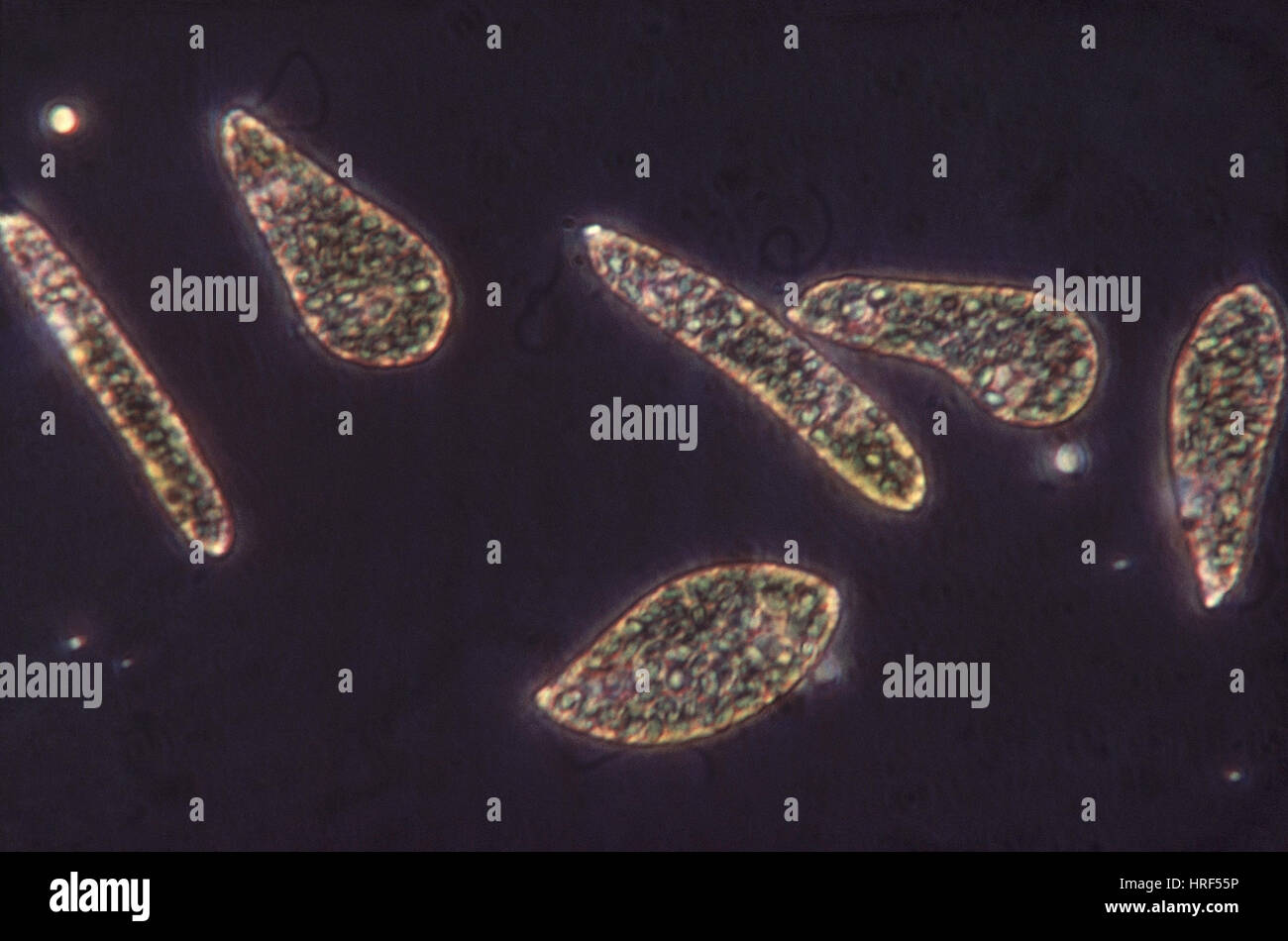 Euglena gracilis Fotos und Bildmaterial in hoher Auflösung Alamy