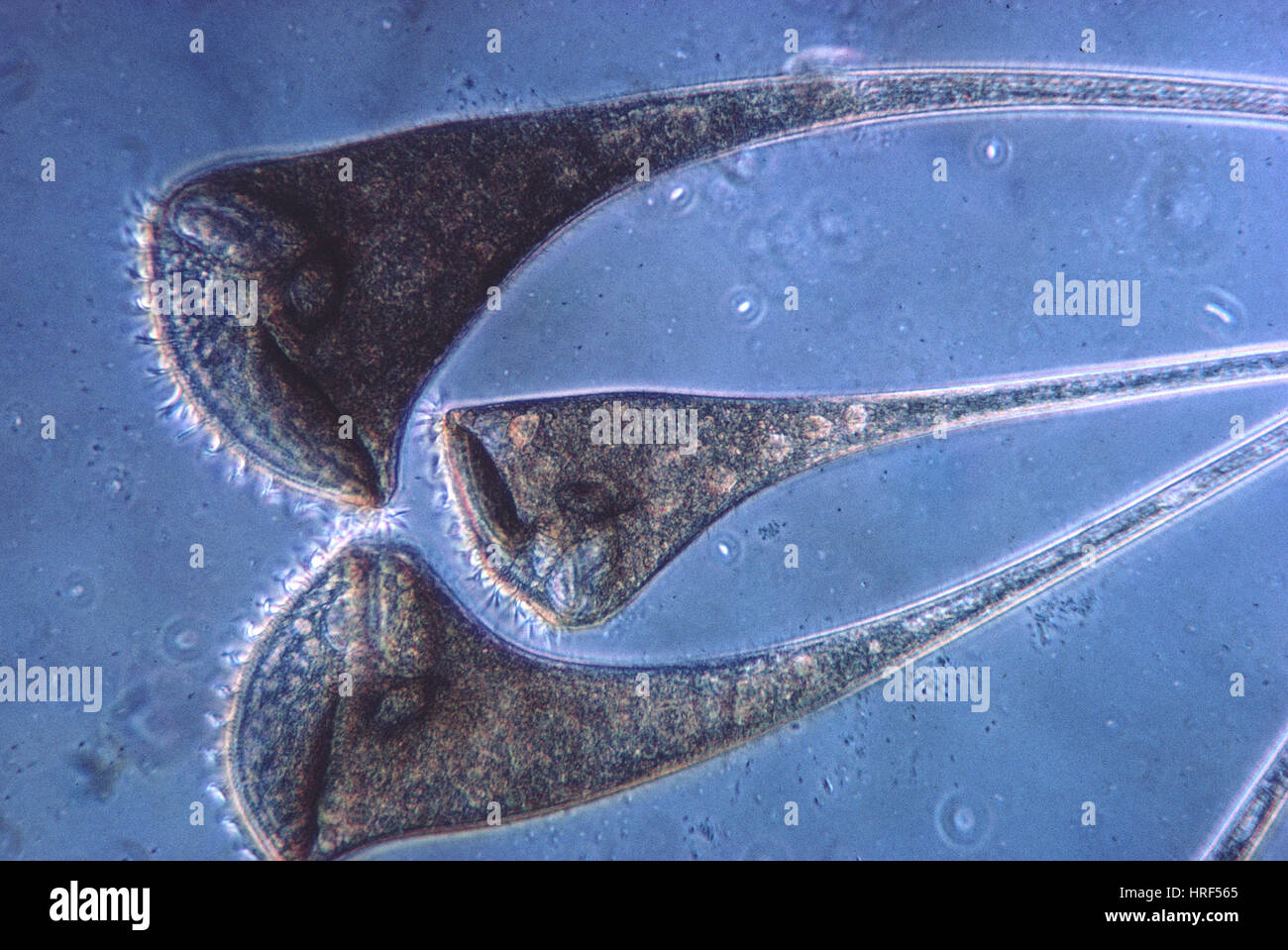 Stentor coeruleus Stockfoto