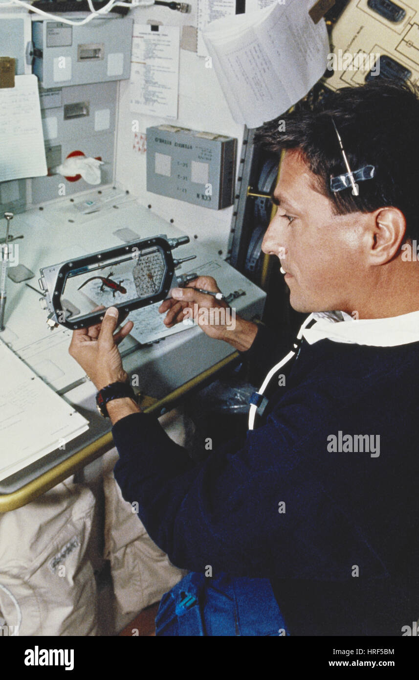 STS-65, Astronaut mit Newt, 1994 Stockfoto
