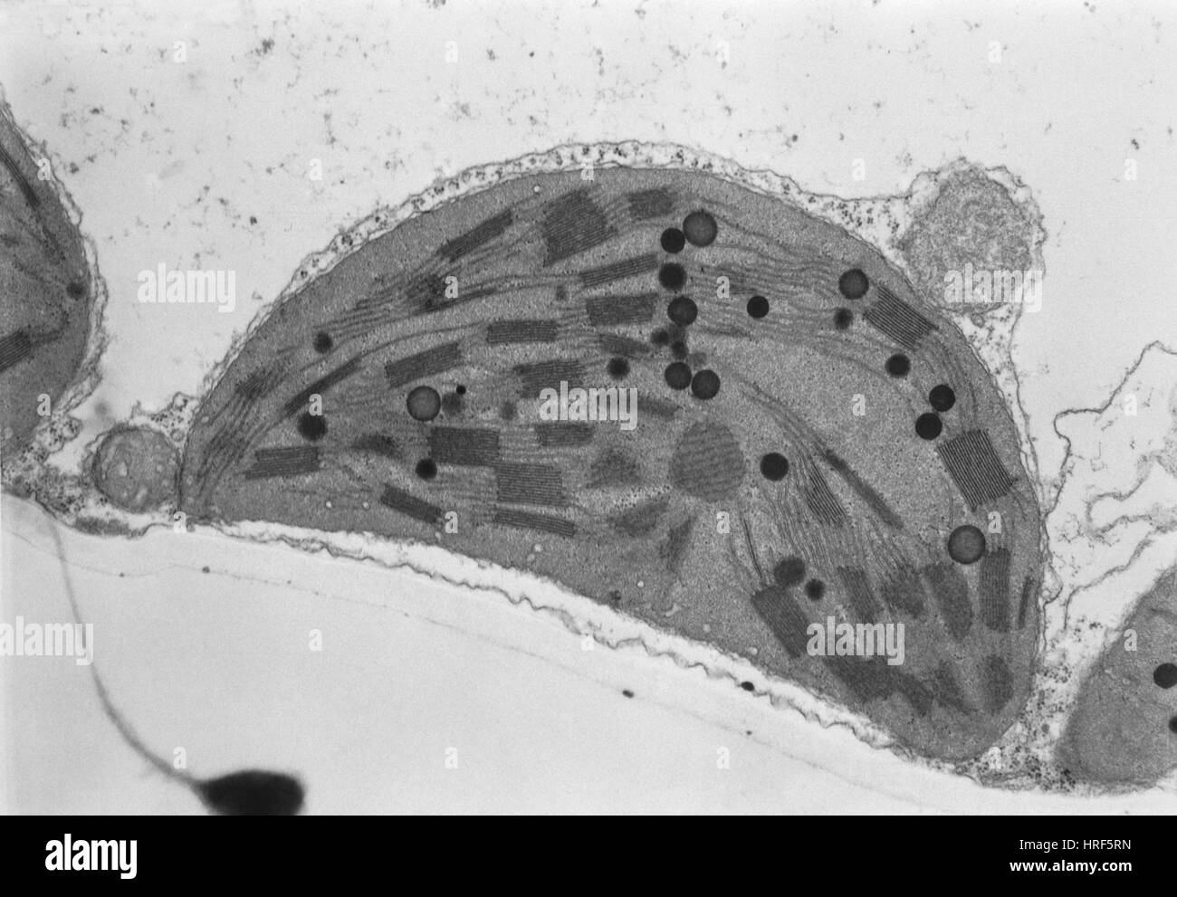 Chloroplasten TEM Stockfoto