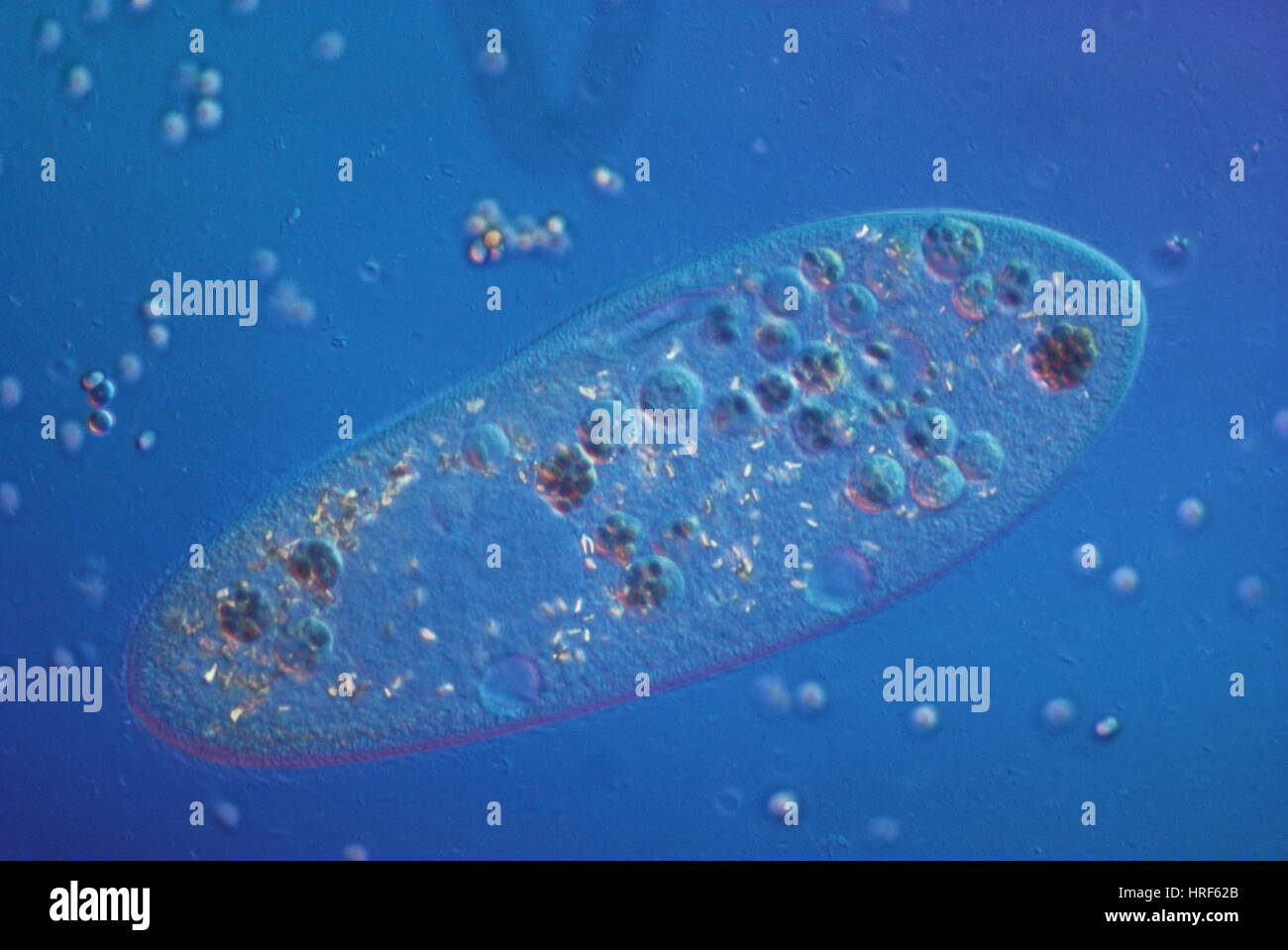 Paramecium Caudatum (LM Stockfotografie Alamy