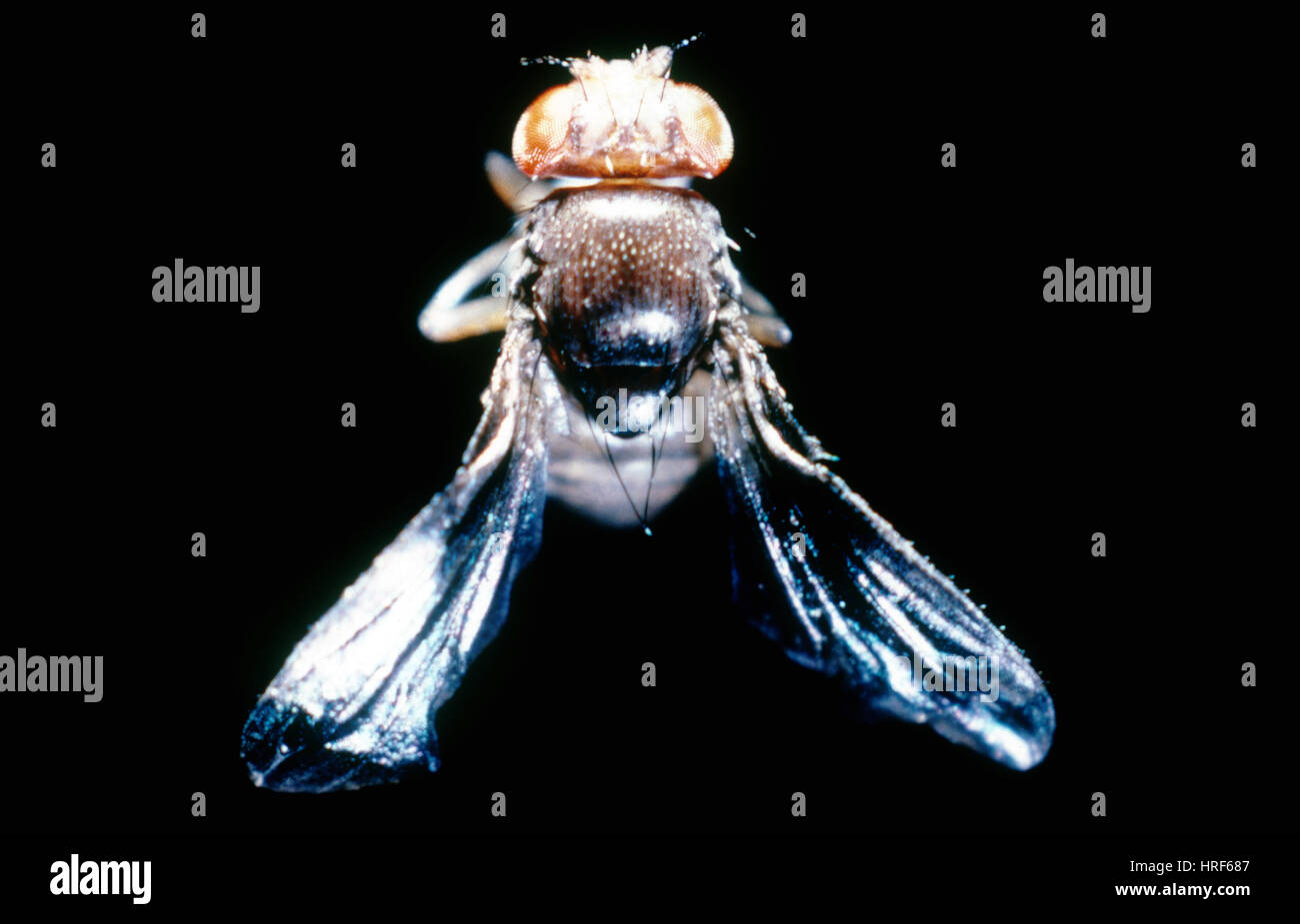 Schwarz gebogen Drosophila Stockfoto