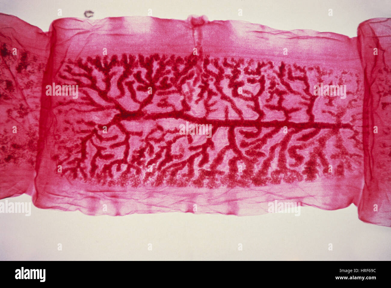 Taenia Pisiformis (LM Stockfotografie Alamy