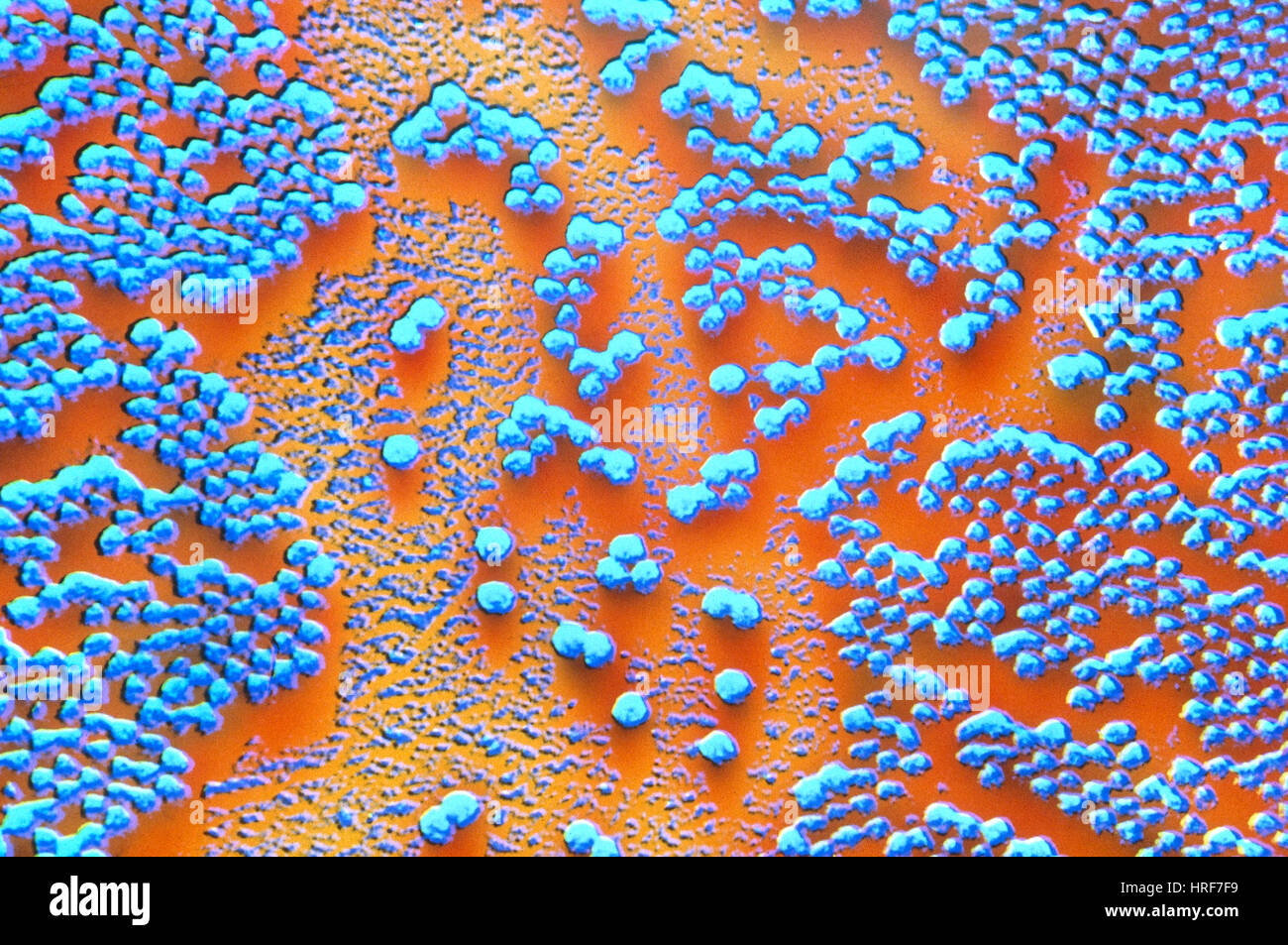 Polio-Virus, TEM Stockfoto