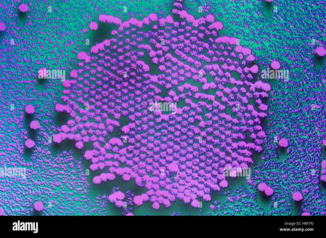 Polio-Virus, TEM Stockfoto