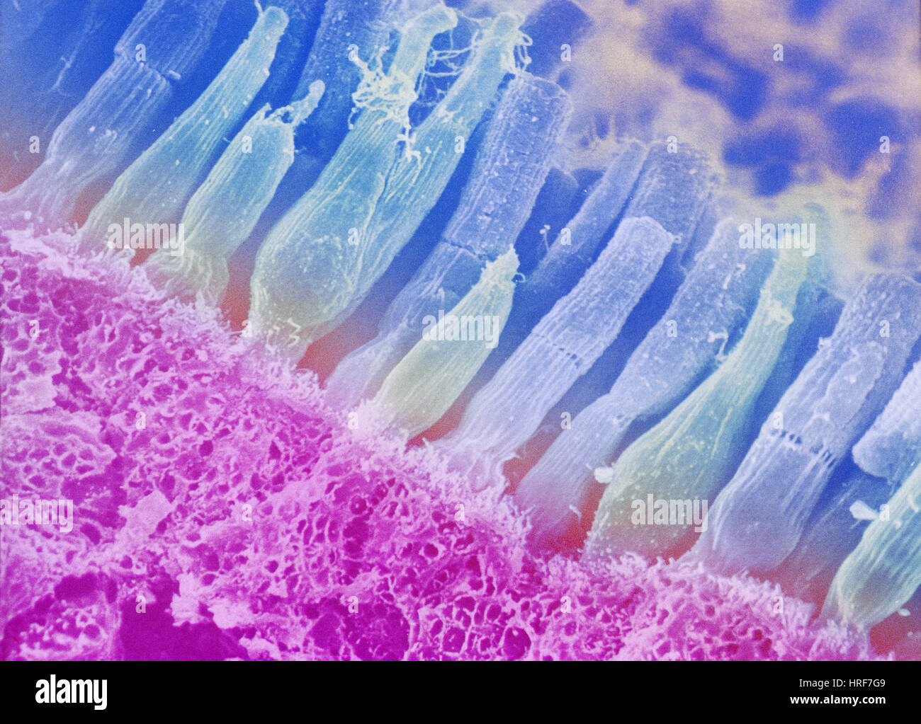 Stäbchen und Zapfen im Auge Stockfoto