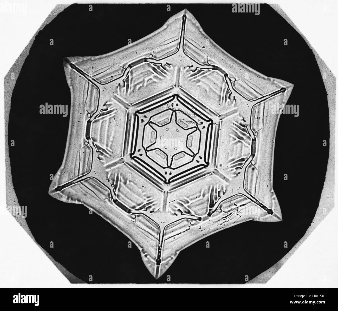 Schneeflocke Stockfoto