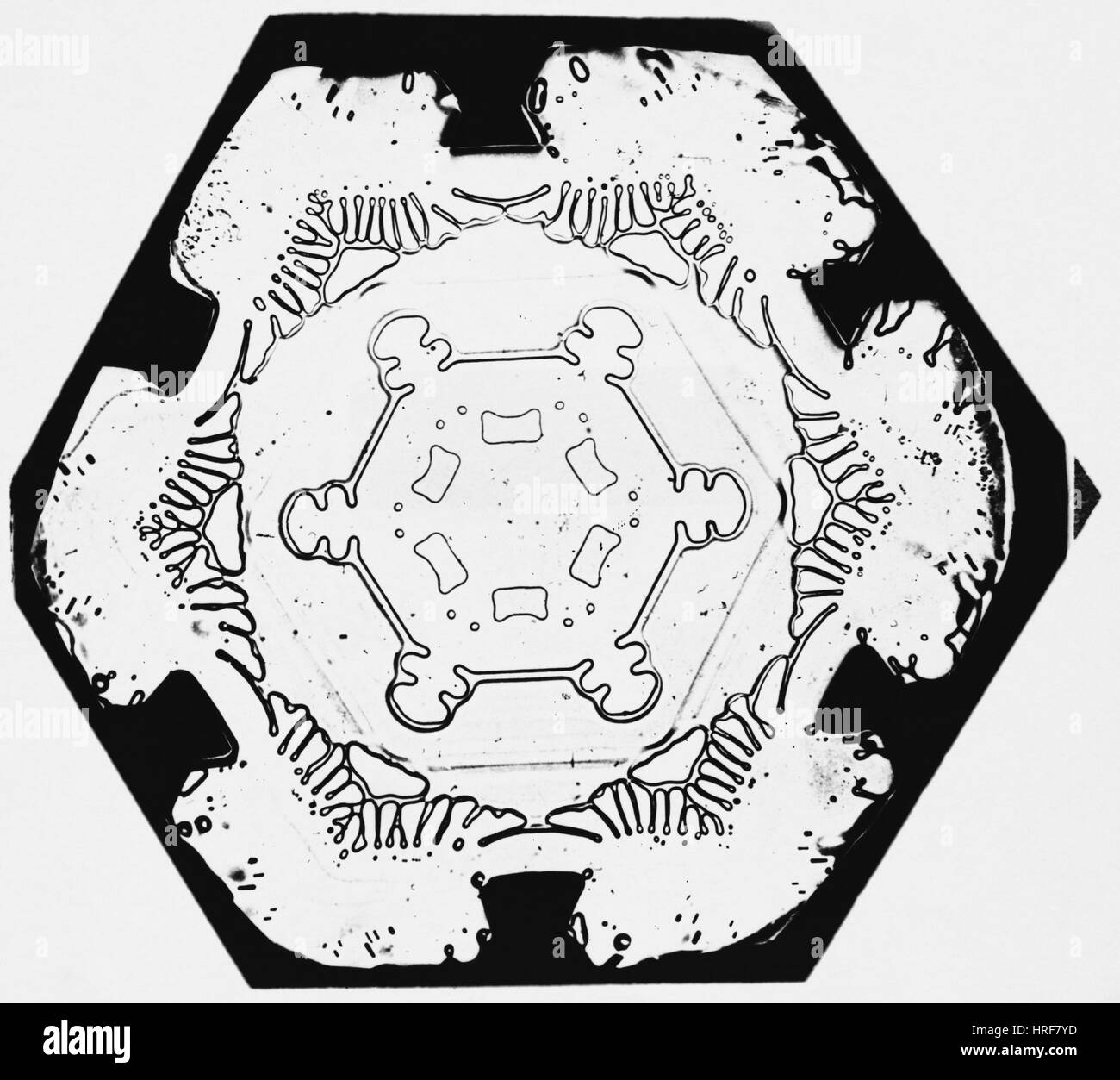 Schneeflocke Stockfoto