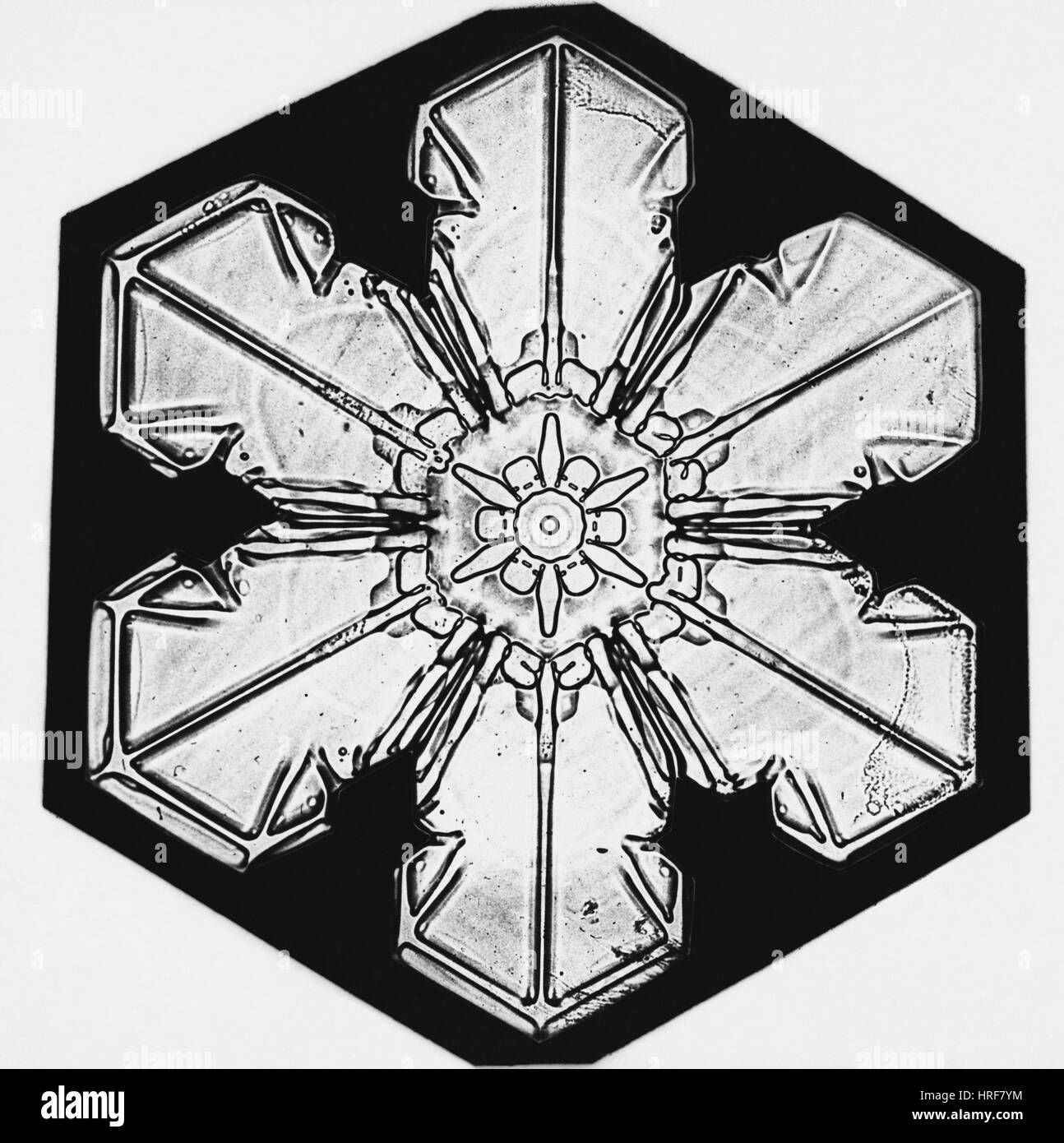 Schneeflocke Stockfoto