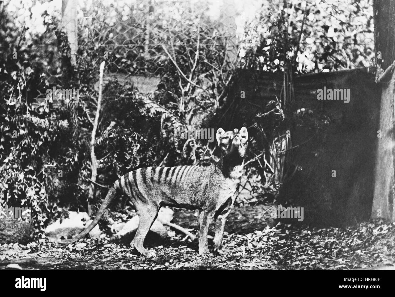 Tasmanische Wolf Stockfoto