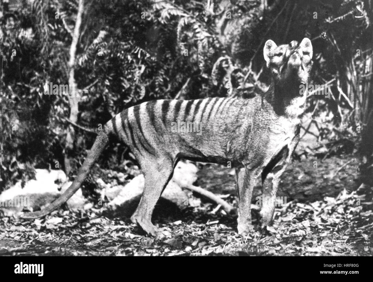 Tasmanische Wolf Stockfoto