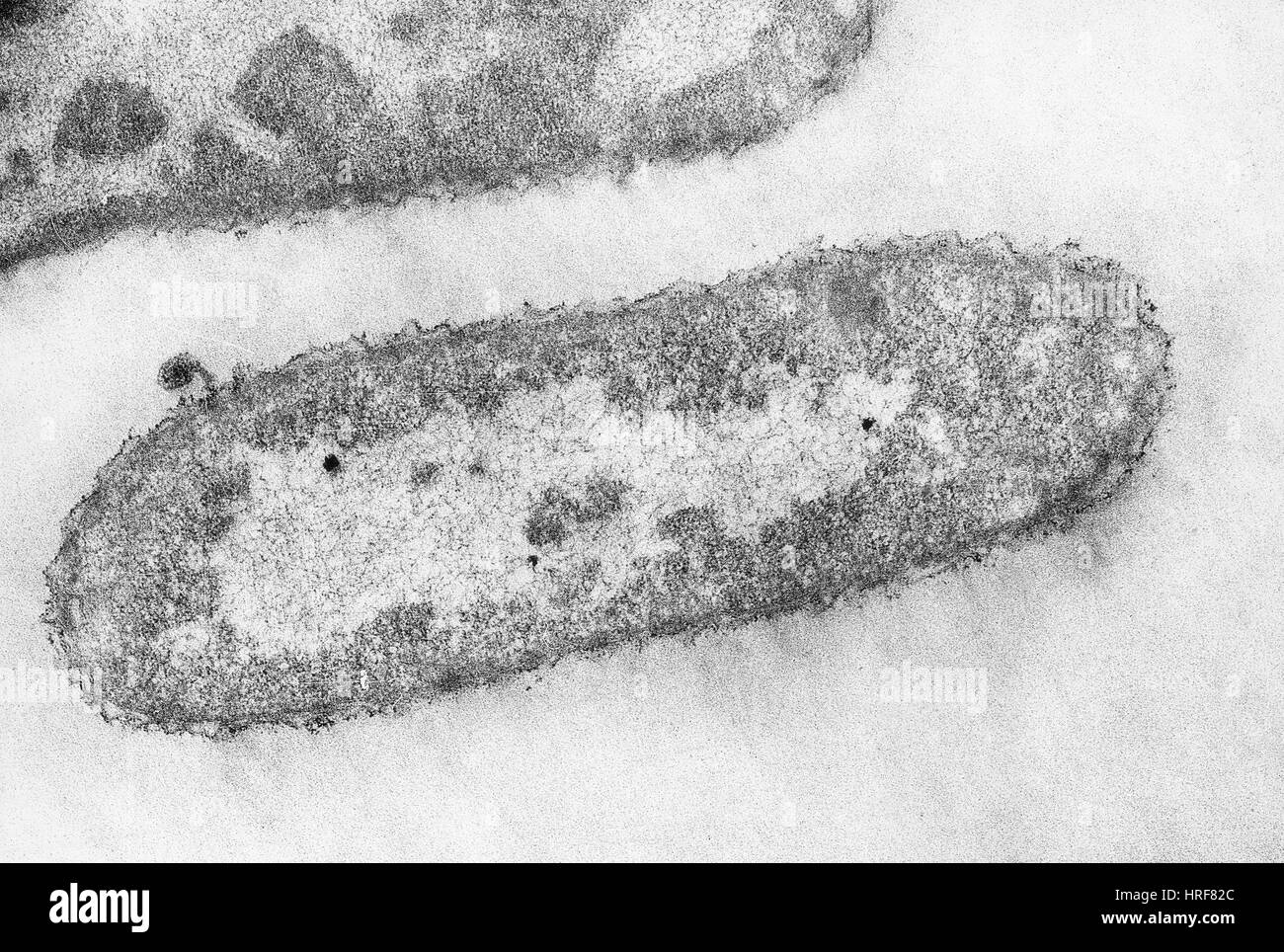 E. Coli infizierte T2 Bakteriophagen, TEM Stockfoto