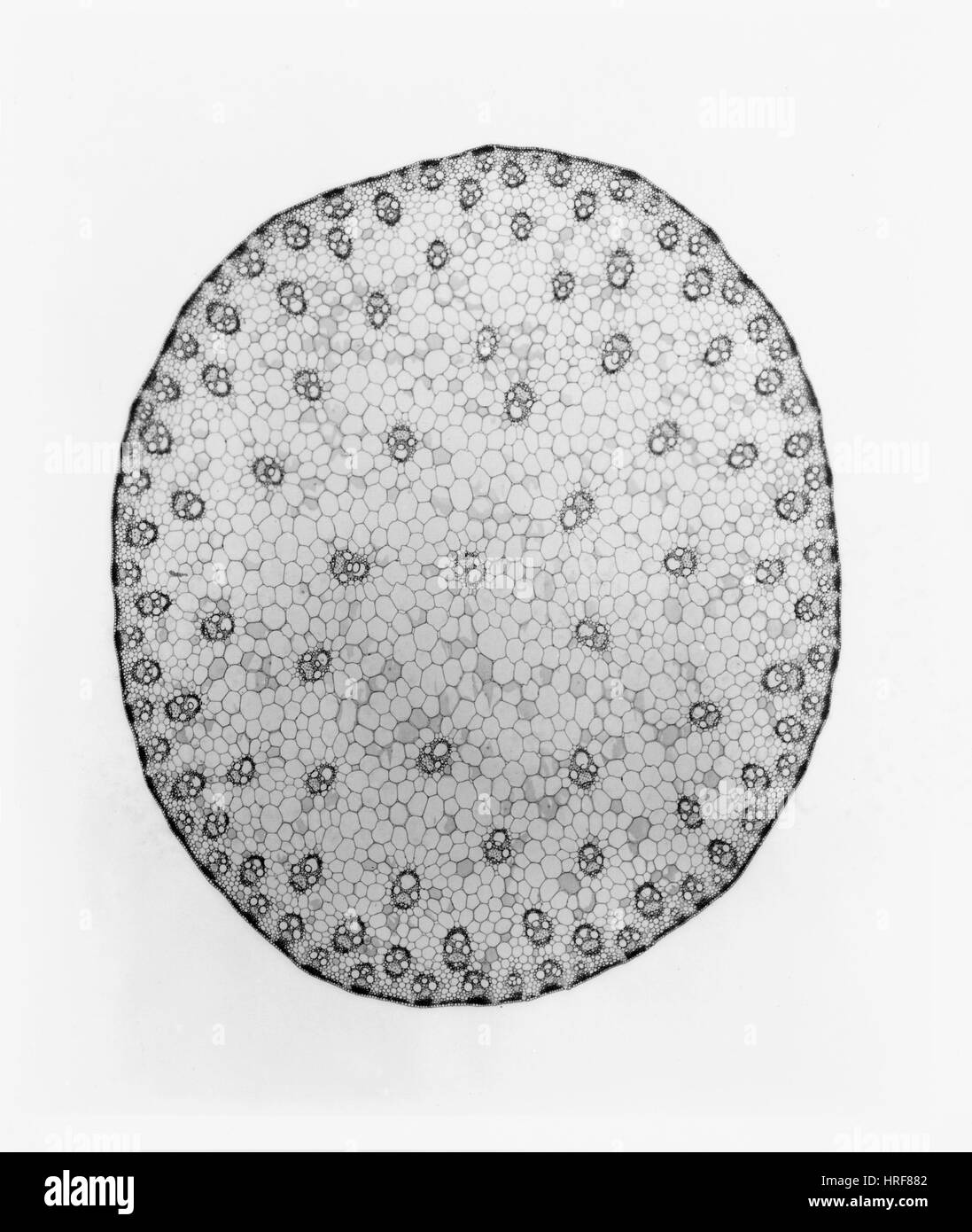 Stamm einer Maispflanze, LM Stockfoto